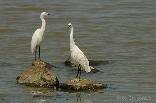 Africa; Kenya; bird; great egret; heron