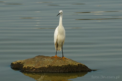 Africa; Kenya; bird; great egret; heron