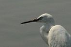 002F-0420; 3570 x 2372 pix; Africa, Kenya, bird, great egret, heron