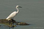 002F-0500; 3687 x 2449 pix; Africa, Kenya, bird, great egret, heron