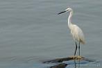 002F-0600; 4288 x 2848 pix; Africa, Kenya, bird, great egret, heron