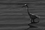 002F-1000; 4166 x 2767 pix; Africa, Kenya, bird, great egret, heron