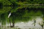 002F-1210; 4288 x 2848 pix; Asia, India, bird, great egret, heron