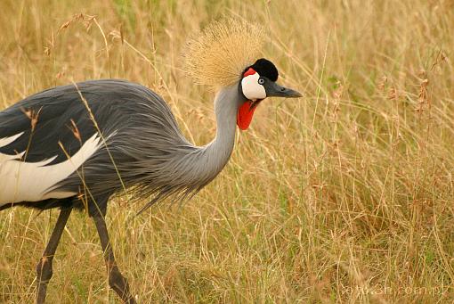 Africa; Kenya; grey crowned crane; crane