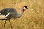 002G-0030; 3179 x 2129 pix; Africa, Kenya, grey crowned crane, crane
