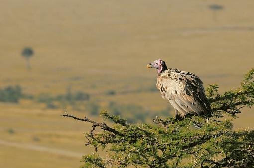Africa; Kenya; bird; vulture