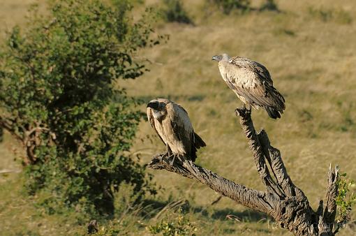 Africa; Kenya; bird; vulture