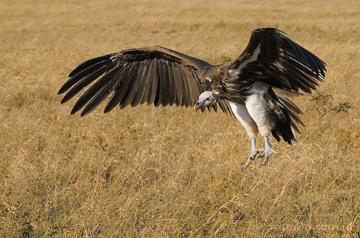 Africa; Kenya; bird; vulture; savannah