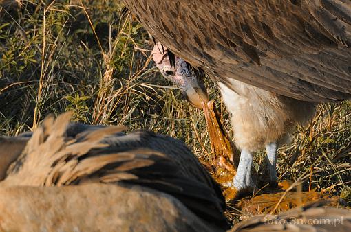 Africa; Kenya; bird; vulture; carcass