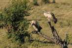 002L-0110; 3768 x 2502 pix; Africa, Kenya, bird, vulture