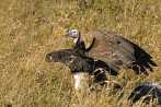 002L-0165; 3334 x 2215 pix; Africa, Kenya, bird, vulture, carcass