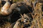 Africa; Kenya; bird; vulture; carcass