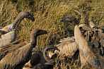 002L-0172; 3300 x 2192 pix; Africa, Kenya, bird, vulture, carcass
