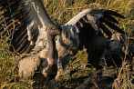 002L-0174; 3117 x 2071 pix; Africa, Kenya, bird, vulture, carcass