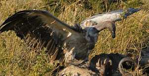 002L-0186; 4288 x 2200 pix; Africa, Kenya, bird, vulture, carcass