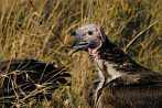 002L-0196; 2974 x 1976 pix; Africa, Kenya, bird, vulture, carcass