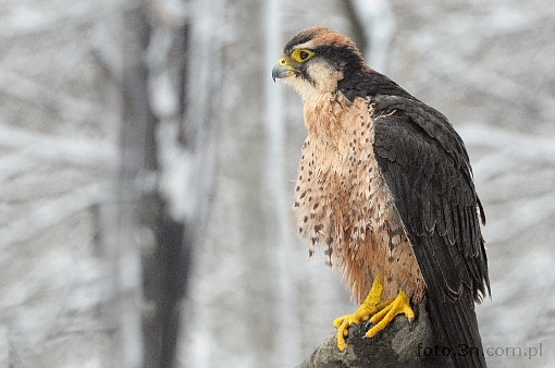 bird; falcon; winter; snow