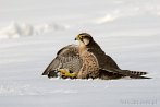 002M-0115; 4126 x 2741 pix; bird, falcon, winter, snow