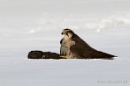 002M-0128; 4066 x 2700 pix; bird, falcon, winter, snow