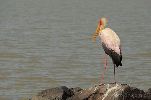Africa; Kenya; bird; yellow billed stork