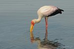 002R-0110; 4288 x 2848 pix; Africa, Kenya, bird, yellow billed stork