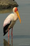 Africa; Kenya; bird; yellow billed stork