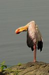002R-0410; 2206 x 3322 pix; Africa, Kenya, bird, yellow billed stork