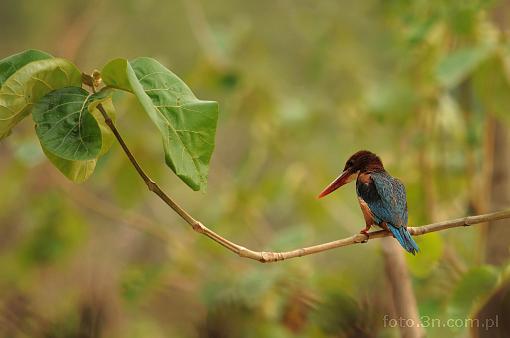 Asia; India; bird; white-throated kingfisher