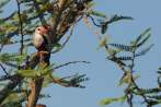 Africa; Kenya; bird; grey-headed kingfisher