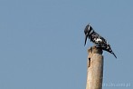 002U-0520; 3552 x 2359 pix; Africa, Kenya, bird, pied kingfisher