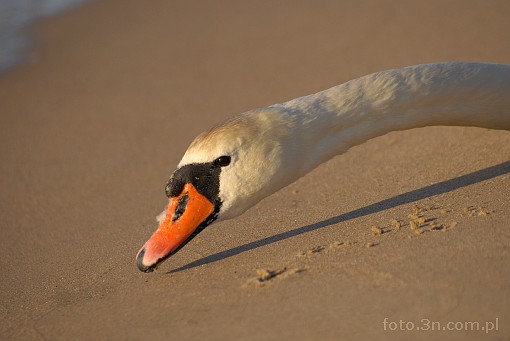 bird; swan