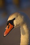 0031-0062; 2592 x 3872 pix; bird, swan