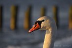 0031-0076; 3872 x 2592 pix; bird, swan