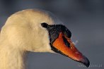 0031-0081; 3872 x 2592 pix; bird, swan