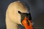 0031-0082; 3872 x 2592 pix; bird, swan