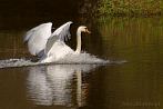 0031-0310; 3252 x 2178 pix; bird, swan