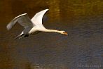 0031-0315; 3142 x 2104 pix; bird, swan