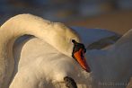 bird; swan