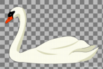 0031-1000; 238 x 150 pix; bird, swan