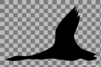 bird; swan; silhouette