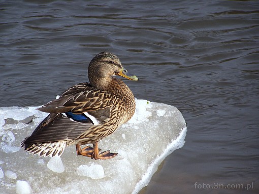 bird; duck