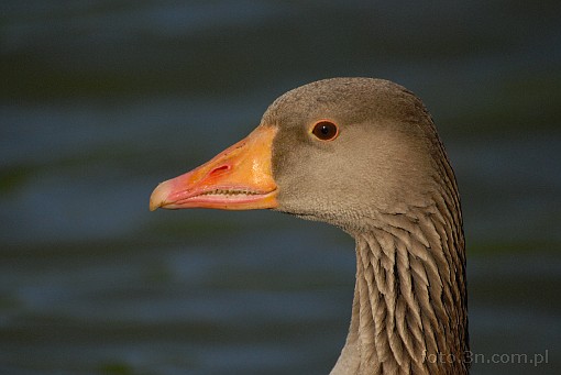 bird; goose