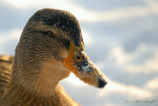 bird; duck; winter