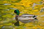 0032-0200; 3374 x 2259 pix; bird, duck