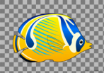 fish; chaetodon fasciatus