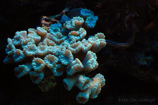 coral; koral
