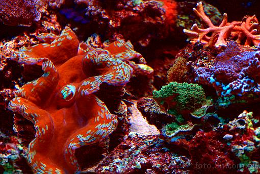 coral; koral