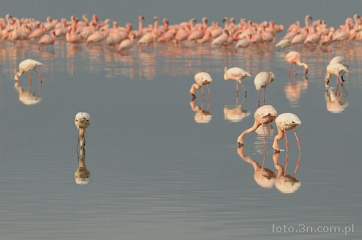 Africa; Kenya; Lake Nakuru; bird; flamingo