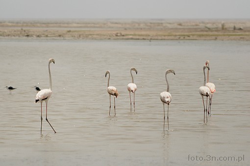 Asia; India; Lake Sambhar; bird; flamingo