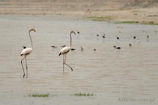 Asia; India; Lake Sambhar; bird; flamingo